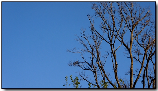 sky1